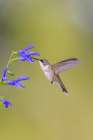 Ruby-throated hummingbird at blue ensign salvia Botanical Print